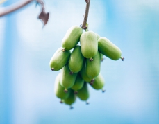 哈尔滨软枣猕猴桃